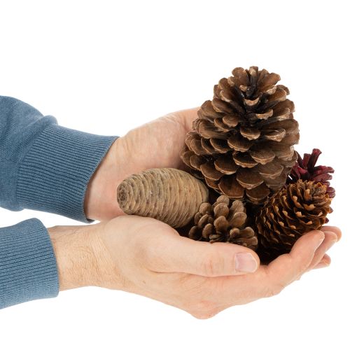 Assortiment de cônes naturels pour décorations et créations manuelles, 2-10 cm, 400 g | Floristik24.be