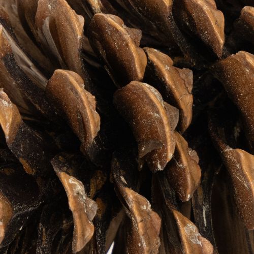 Assortiment de cônes naturels pour décorations et créations manuelles, 2-10 cm, 400 g | Floristik24.be