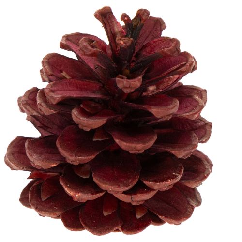 Assortiment de cônes naturels pour décorations et créations manuelles, 2-10 cm, 400 g | Floristik24.be