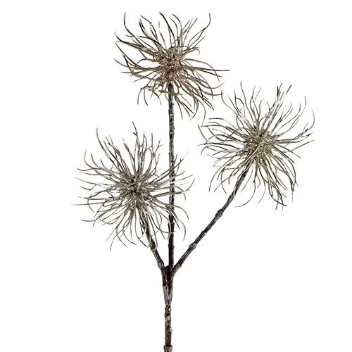 Floristik24 Branche d&#39;hamamélis champagne 45cm 3 pcs