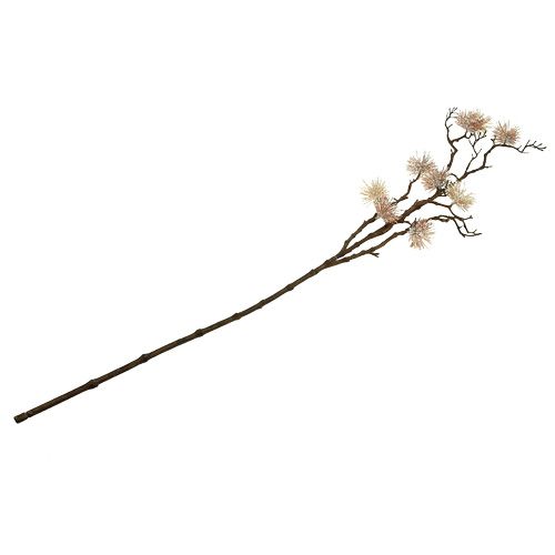 Floristik24 Champagne Branche d&#39;hamamélis 112cm