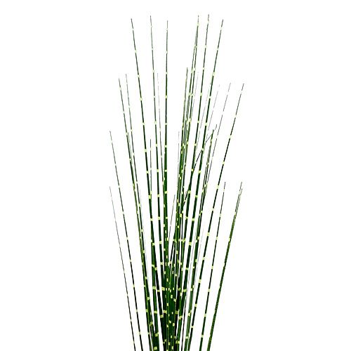 Floristik24 Herbe zébrée verte H82cm 6pcs