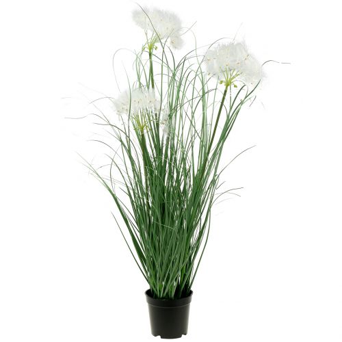 Herbe ornementale aux graines blanches vert H73cm