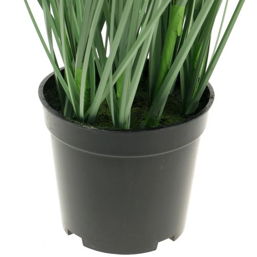 Floristik24 Herbe ornementale aux graines blanches vert H73cm