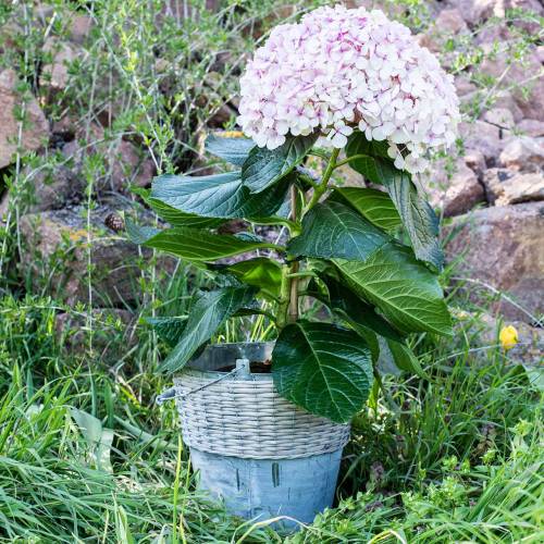 Floristik24 Seau en zinc avec osier Ø32cm H27.5cm