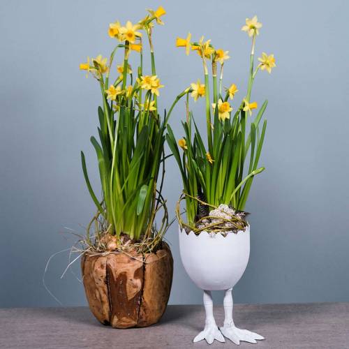 Floristik24 Bol pot racine bois camphre Ø20cm H17cm