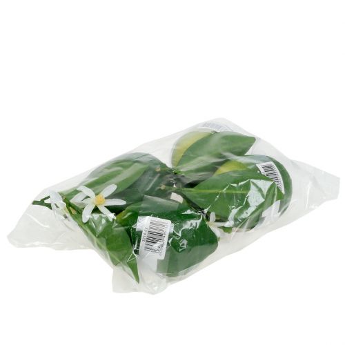 Floristik24 Citrons en fleur 9,5cm vert 4pcs