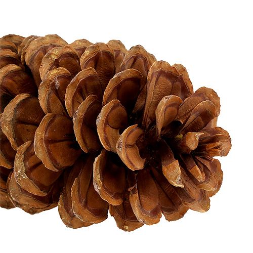 Floristik24 Pommes de pin à sucre naturelles 20-25cm