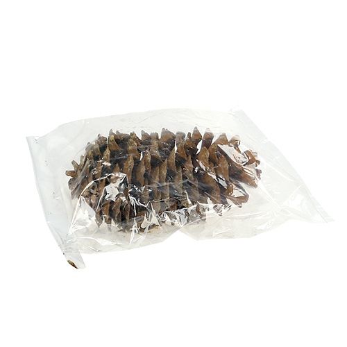 Floristik24 Pommes de pin à sucre naturelles 20-25cm