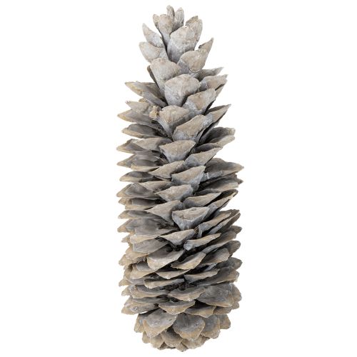 Article Pommes de pin à sucre blanchies à la chaux 20cm - 30cm