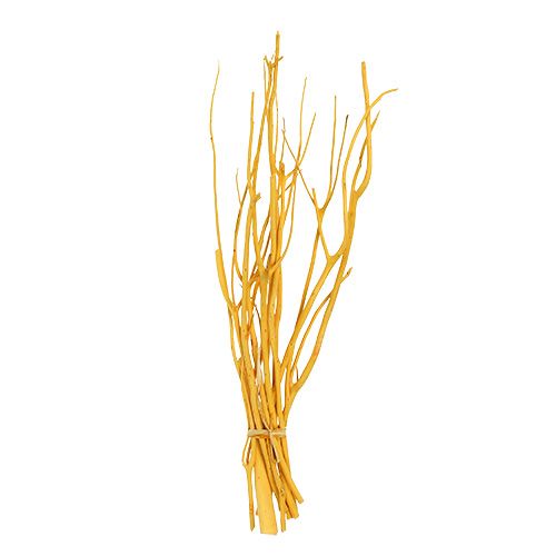 Floristik24 Branches décoratives Mitsumata jaune 45-60cm 12 pcs