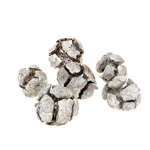 Floristik24 Cônes de cyprès 3cm Pommes de cyprès Blanchis 500g