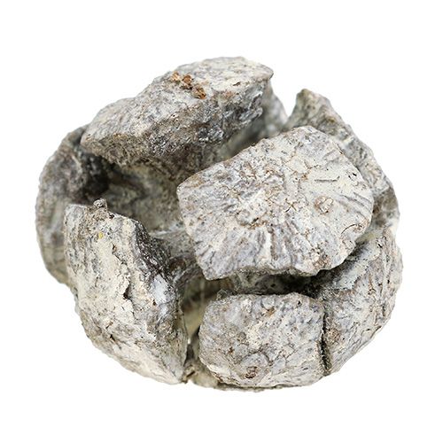Article Cônes de cyprès 3cm Pommes de cyprès Blanchis 500g