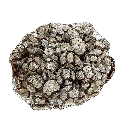 Article Cônes de cyprès 3cm Pommes de cyprès Blanchis 500g