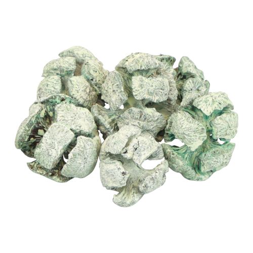Floristik24 Cônes de cyprès décor naturel givré 3cm vert 500g