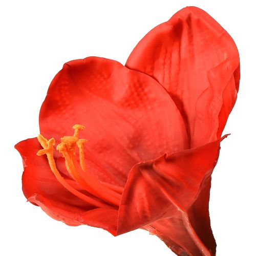 Article Amaryllis artificielles rouge vif - fleurs élégantes pour une décoration luxueuse de la pièce, 66 cm