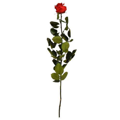 Floristik24 Rose Infini aux Feuilles Stabilisées Rouge Amorosa L54cm