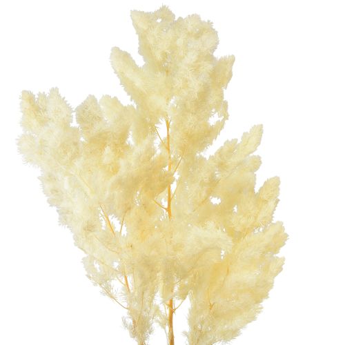 Floristik24 Asperges sèches décoration herbe ornementale séchée blanche 80g