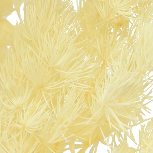 Article Asperges sèches décoration herbe ornementale séchée blanche 80g