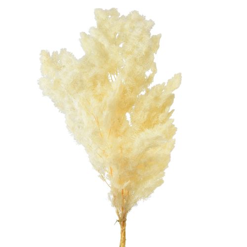 Article Asperges sèches décoration herbe ornementale séchée blanche 80g