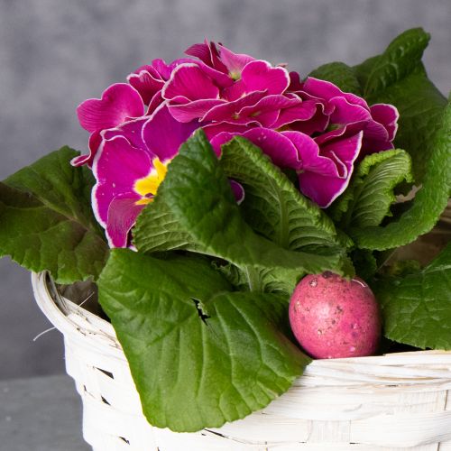 Article Panier décoratif en osier pour un design d'intérieur polyvalent, 20 cm, lot de 8