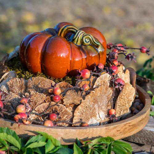 Floristik24 Éponge d&#39;arbre champignons décoratifs naturels séchés 6cm 1kg