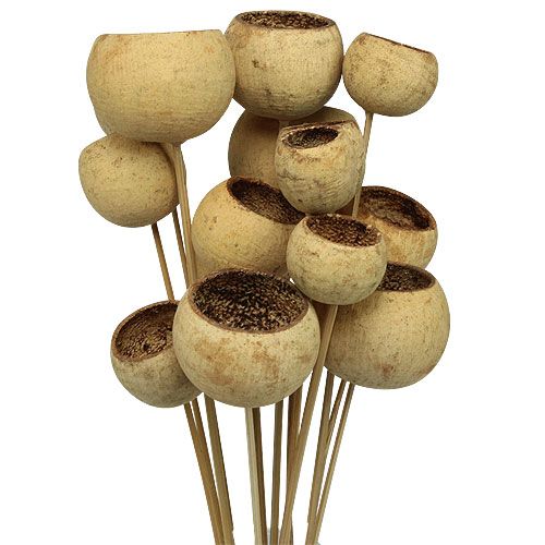 Article Bell Cup sur bâtonnet Déco exotique Nature 4-5,5cm 15 pcs