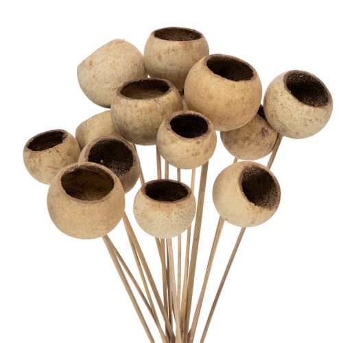 Floristik24 Mélange de clochettes sur tige, variétés exotiques naturelles, 15 pièces