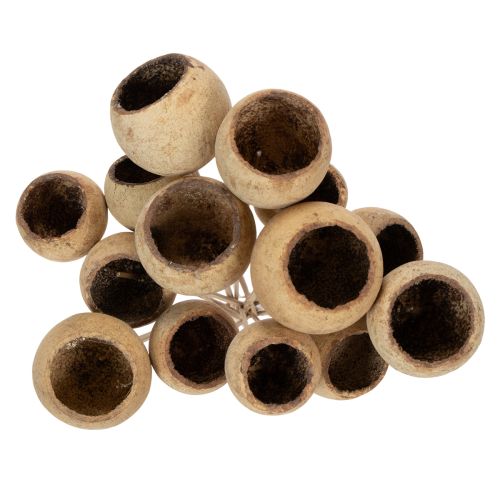 Article Mélange de clochettes sur tige, variétés exotiques naturelles, 15 pièces