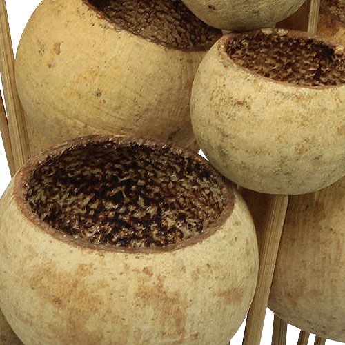 Article Bell Cup sur bâtonnet Déco exotique Nature 4-5,5cm 15 pcs