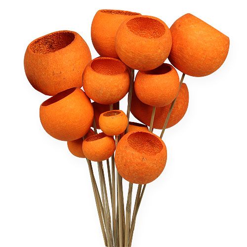 Floristik24 Bell Cup Mix sur bâtonnet Orange 15pcs