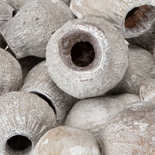 Article Bellgums blanchis à la chaux 2cm - 5cm 500g