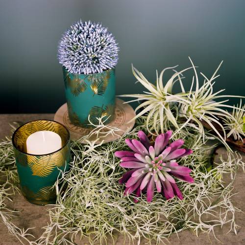 Floristik24 Plante succulente 15cm violet