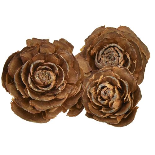 Floristik24 Cônes de cèdre découpés en forme de rose 4-6cm 50 pcs
