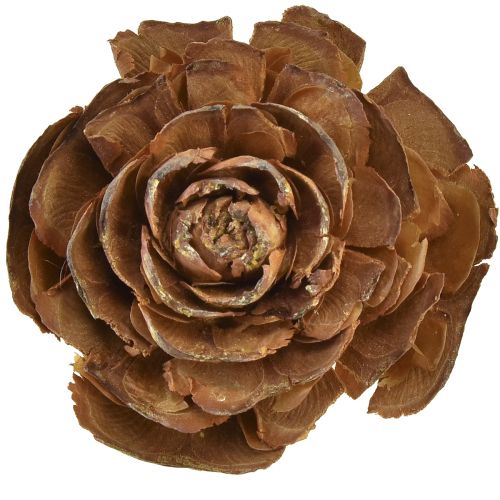 Floristik24 Cônes de cèdre découpés en forme de rose 4-6cm 50 pcs