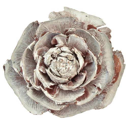 Floristik24 Cônes de cèdre coupés en cèdre rose rose 4-6cm blanc/naturel 50 pièces