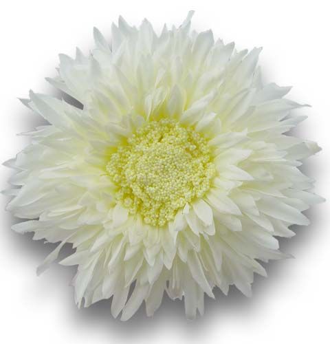 Floristik24 Chrysanthème Teddy 63 cm blanc