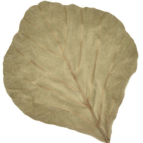 Article Feuilles de cobra séchées vertes naturelles 15cm–17cm 50 pcs