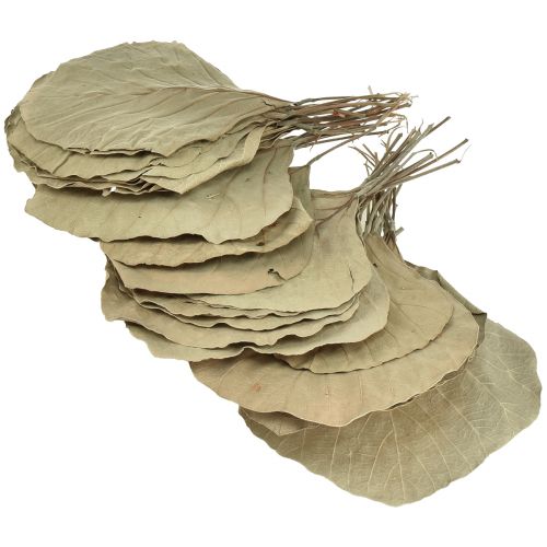 Article Feuilles de cobra séchées vertes naturelles 15cm–17cm 50 pcs