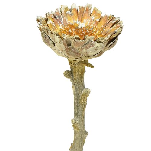 Article Protéa compacta Rosette séchée Givré vert Ø4-5,5cm 20pcs