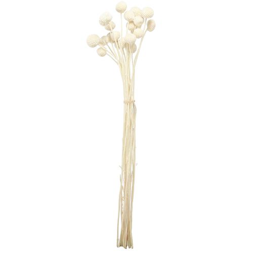 Floristik24 Craspedia pilons séchés crème 45-55cm 20 pcs