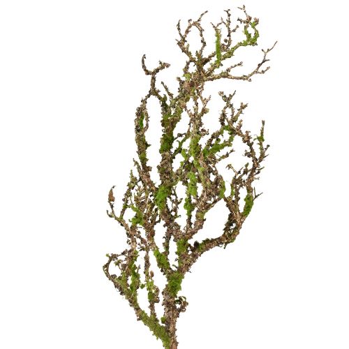 Floristik24 Branche décorative avec mousse artificielle décoration d&#39;automne gris vert L78cm