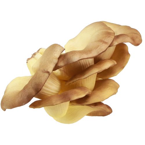 Article Champignons décoratifs pleurotes artificiels marron clair 19×12×9cm