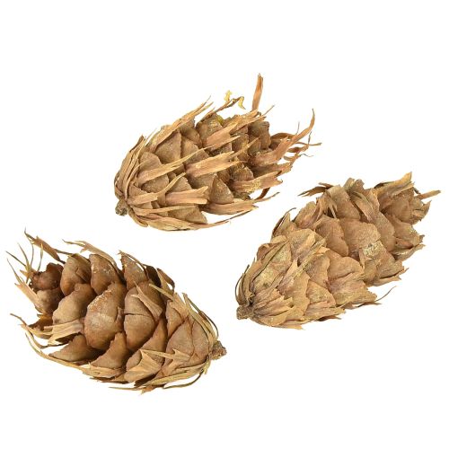 Article Cônes Douglas 1,3 kg