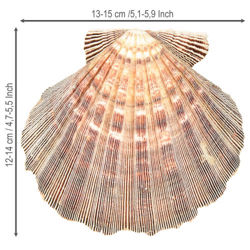 Article Coquilles Saint-Jacques véritables au naturel – flair maritime naturel 1 kg