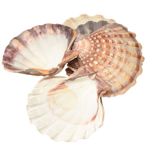 Article Coquilles Saint-Jacques véritables au naturel – flair maritime naturel 1 kg