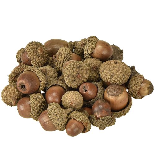 Glands pour décoration, décoration d&#39;automne, fruits d&#39;automne naturels Ø1,5 – 2,5cm L1,5 – 3cm 300g