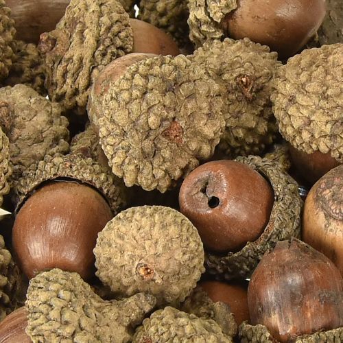Article Glands pour décoration, décoration d&#39;automne, fruits d&#39;automne naturels Ø1,5 – 2,5cm L1,5 – 3cm 300g