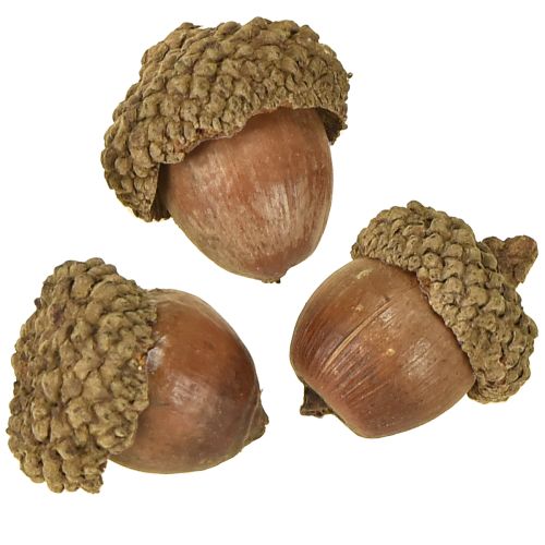 Article Glands pour décoration, décoration d&#39;automne, fruits d&#39;automne naturels Ø1,5 – 2,5cm L1,5 – 3cm 300g