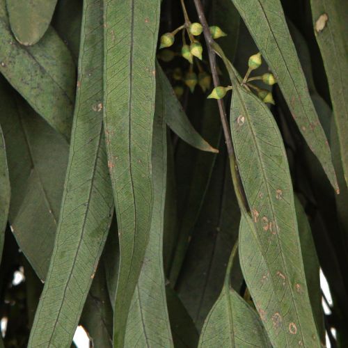 Article Branches d'eucalyptus préservées, feuilles vertes ovales, 150 g